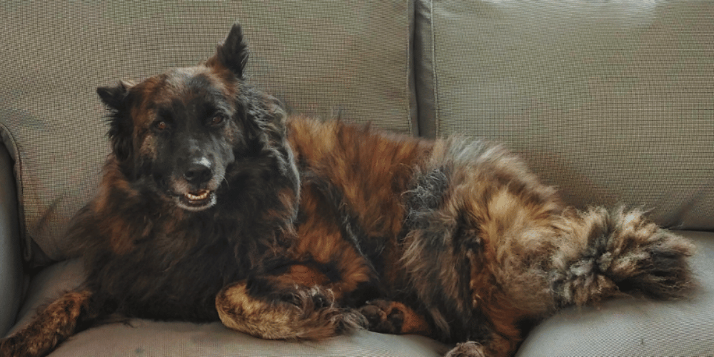 do-dogs-need-a-first-aid-kit