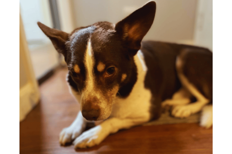 do-dogs-need-a-first-aid-kit