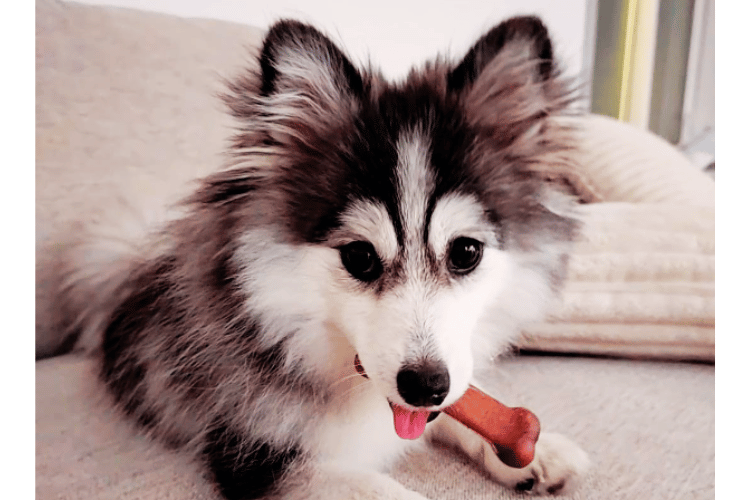 do-dogs-need-a-first-aid-kit