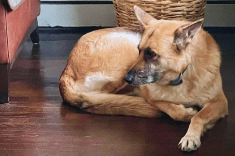 do-dogs-need-a-first-aid-kit