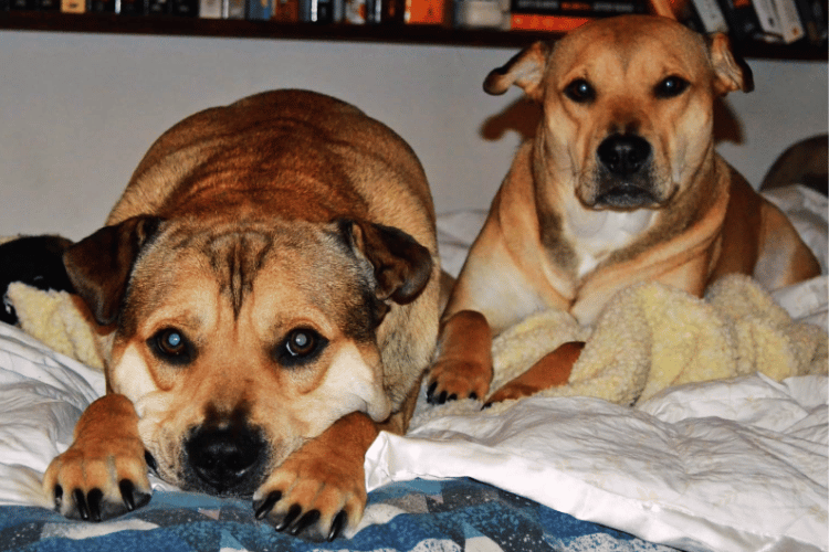 how-can-i-treat-an-injured-dog-at-home