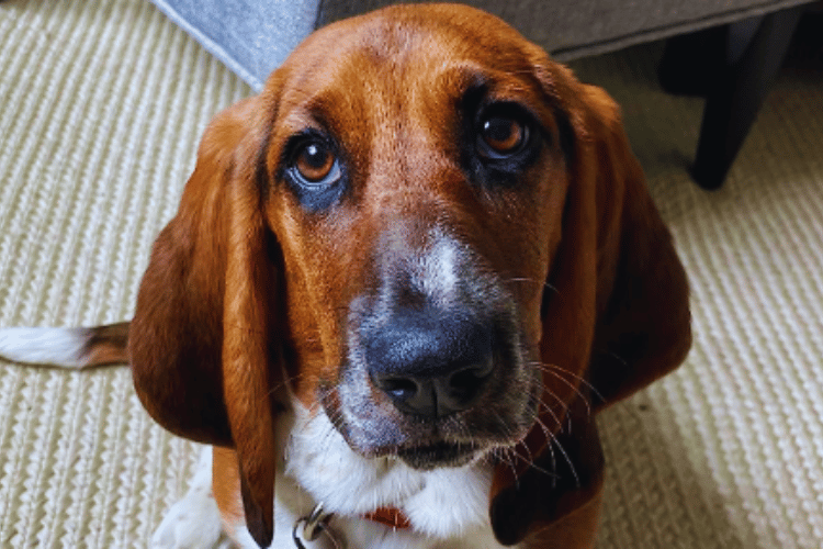 how-can-i-treat-an-injured-dog-at-home