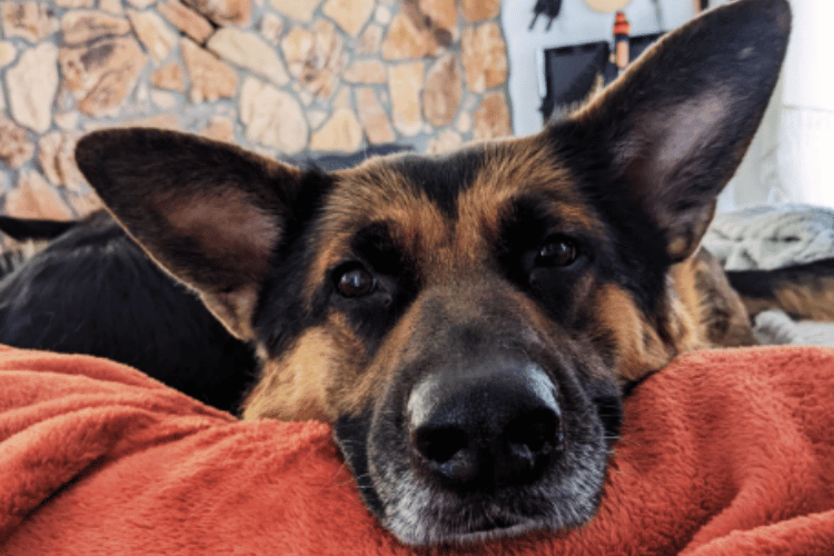 how-can-i-treat-an-injured-dog-at-home