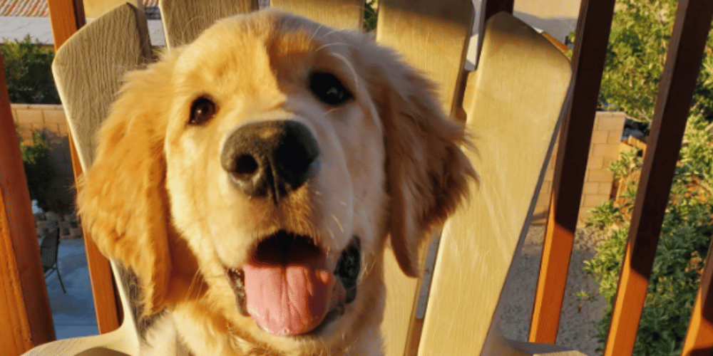 how-can-i-treat-an-injured-dog-at-home