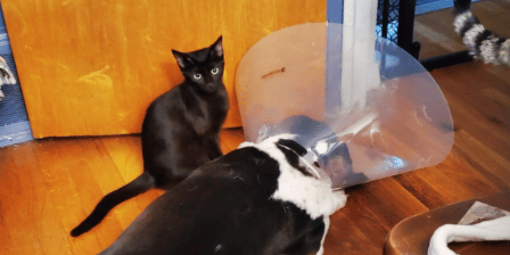 how-can-i-treat-an-injured-dog-at-home