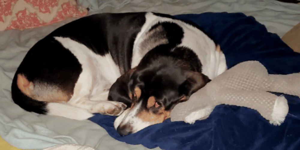 how-can-i-treat-an-injured-dog-at-home
