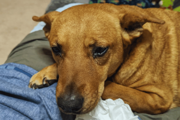 how-do-i-know-if-my-dogs-injury-is-serious