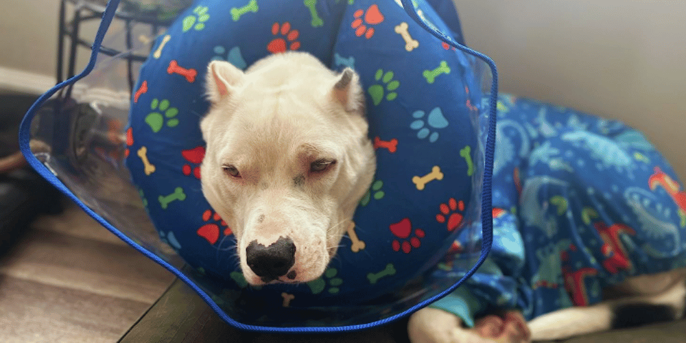 how-do-i-know-if-my-dogs-injury-is-serious