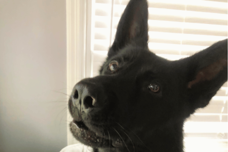 how-do-i-know-if-my-dogs-injury-is-serious