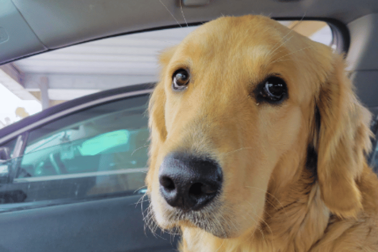 how-do-i-know-if-my-dogs-injury-is-serious