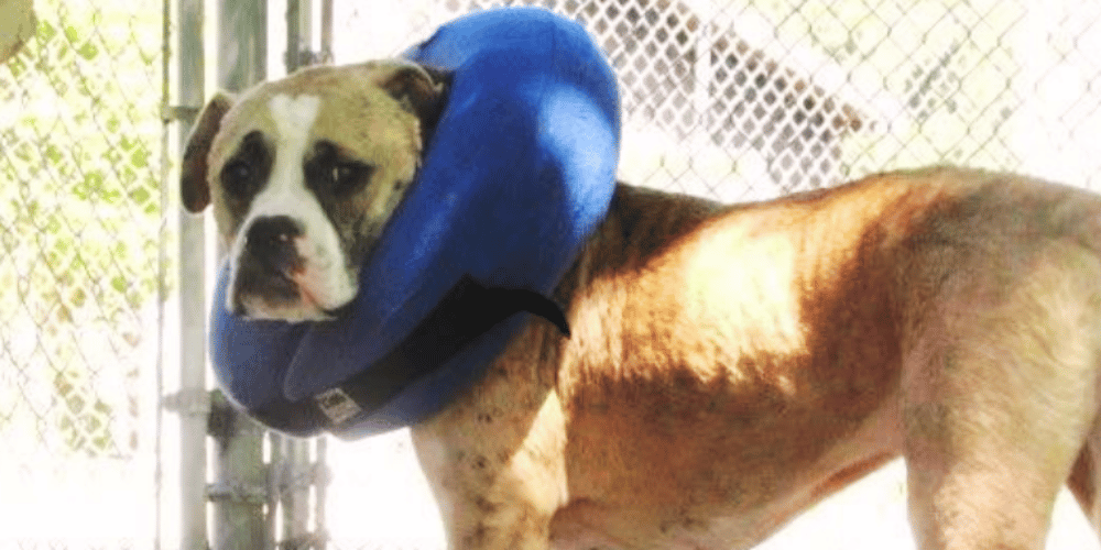 how-do-i-know-if-my-dogs-injury-is-serious