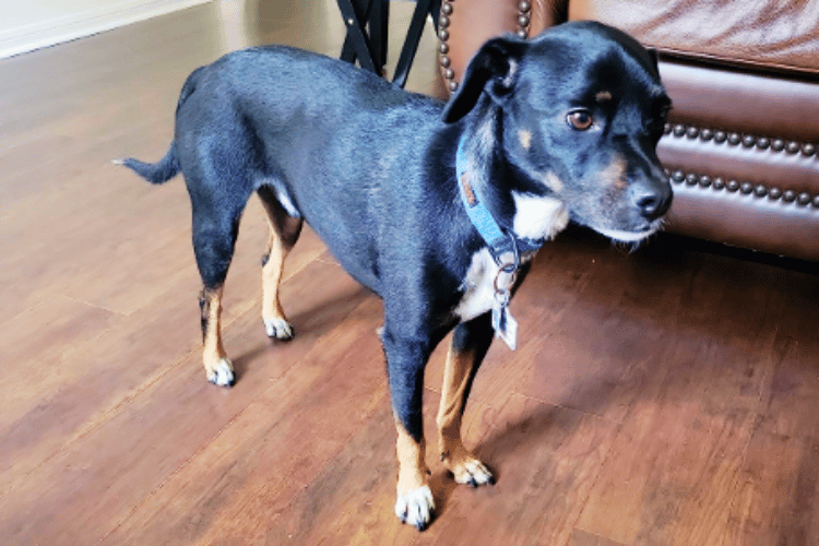 how-should-i-clean-my-dogs-wound