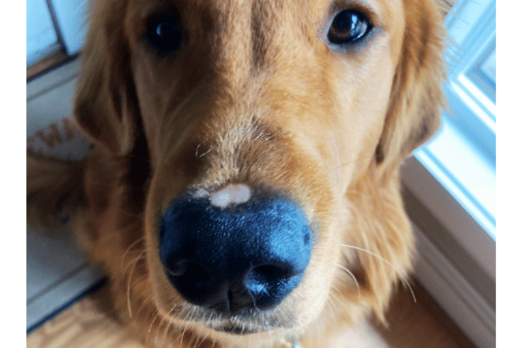 how-should-i-clean-my-dogs-wound