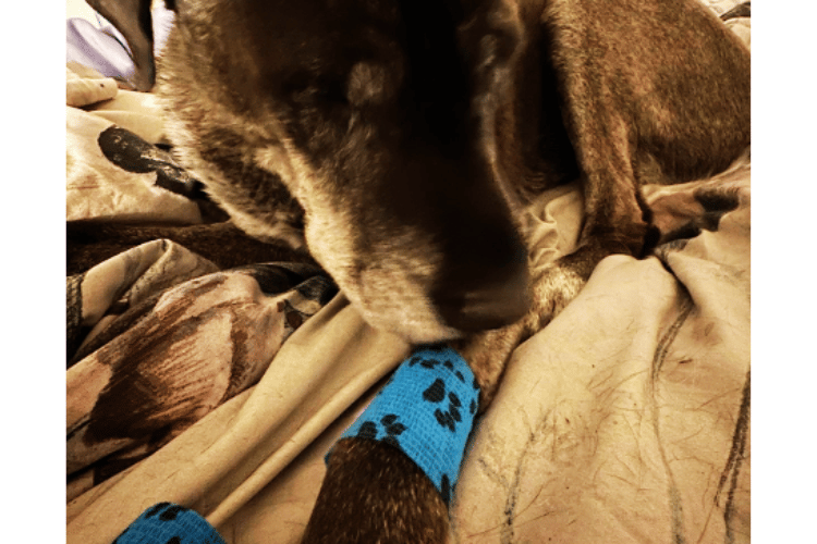 how-should-i-clean-my-dogs-wound