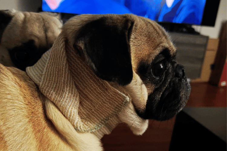 how-should-i-clean-my-dogs-wound