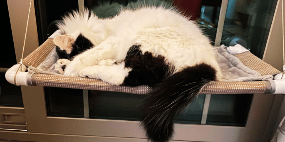 how-to-make-a-perch-for-a-cat-window