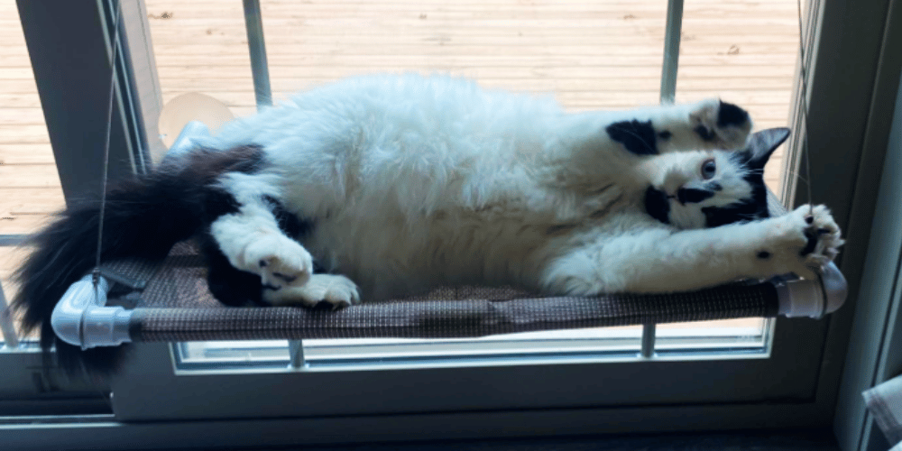how-to-make-a-perch-for-a-cat-window