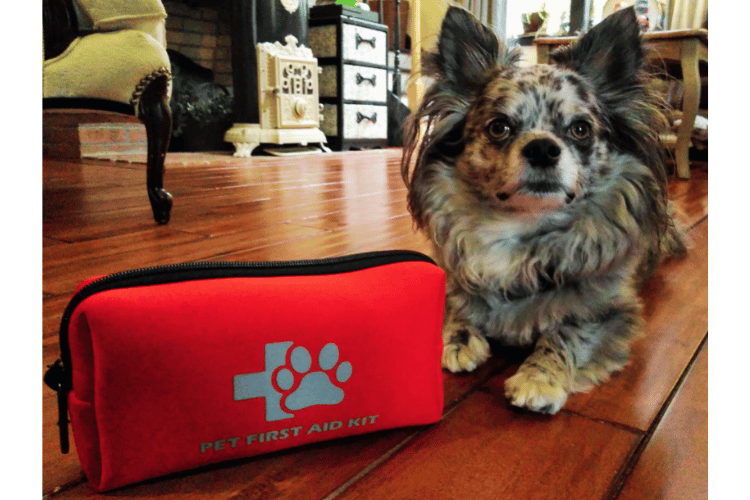 what-are-the-4-rules-of-animal-first-aid
