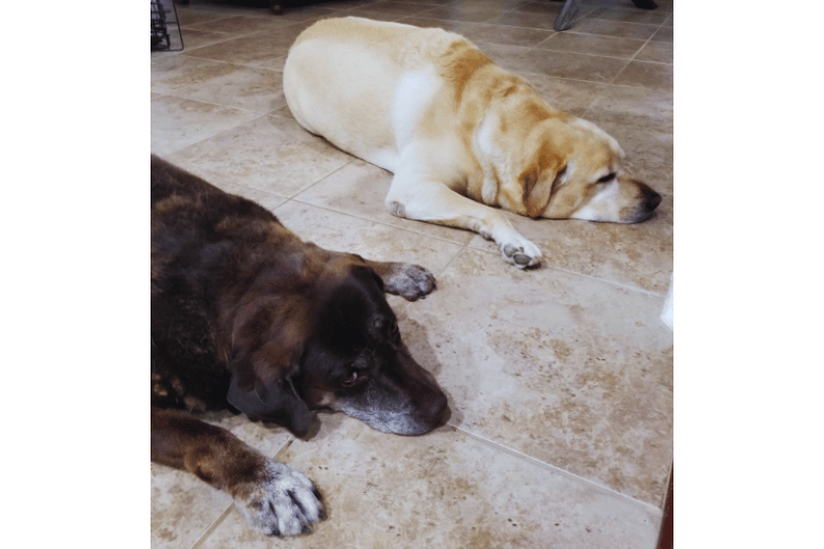 what-are-the-4-rules-of-animal-first-aid