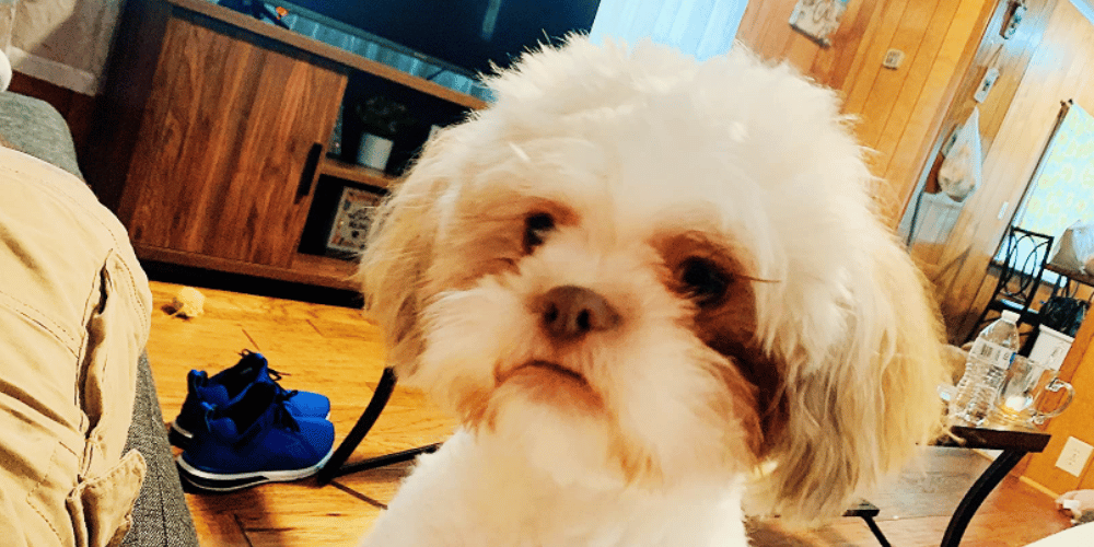 what-are-the-4-rules-of-animal-first-aid