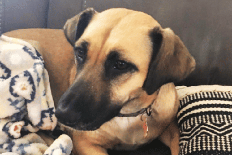 what-are-the-4-rules-of-animal-first-aid