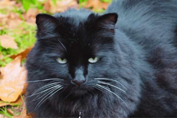 what-are-the-4-rules-of-animal-first-aid
