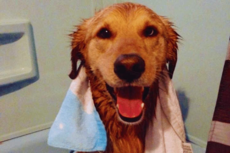 what-are-the-4-rules-of-animal-first-aid
