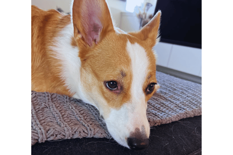what-are-the-4-rules-of-animal-first-aid