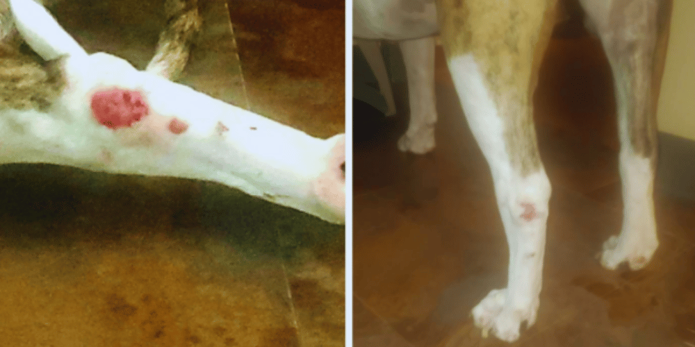 what-are-the-4-rules-of-animal-first-aid