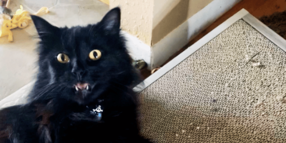what-is-a-cat-ramp