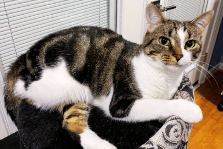 what-is-a-cat-ramp