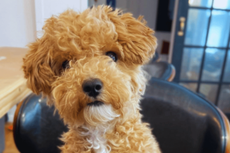 when-to-take-a-dog-to-the-vet-for-a-cut