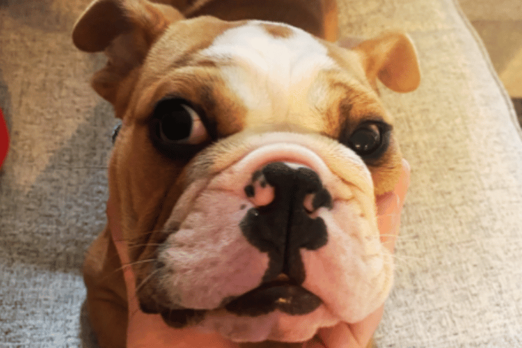 when-to-take-a-dog-to-the-vet-for-a-cut