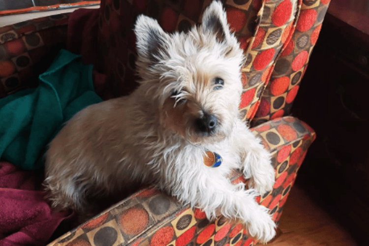 when-to-take-a-dog-to-the-vet-for-a-cut