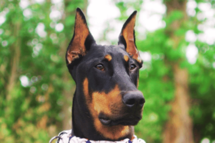 when-to-take-a-dog-to-the-vet-for-a-cut