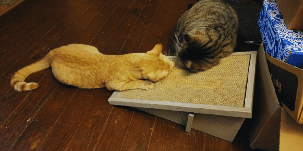 what-is-a-cat-ramp