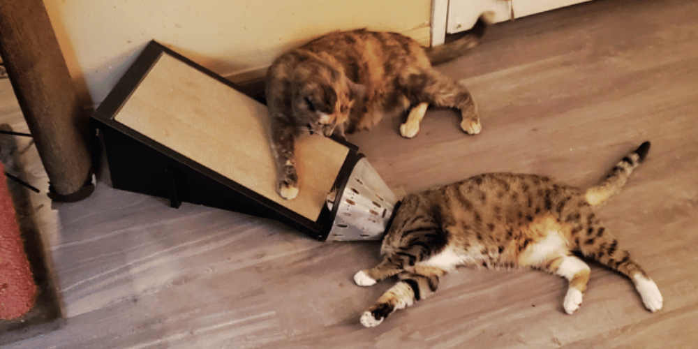what-is-a-cat-ramp