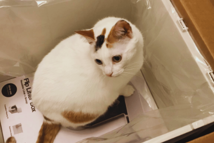Do-air-purifiers-bother-cats?