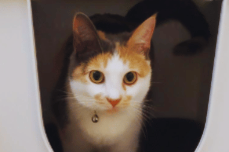 Do-air-purifiers-bother-cats?