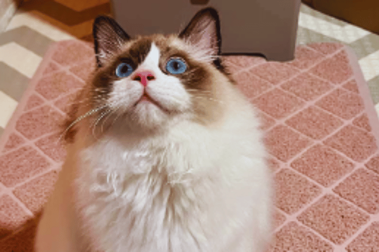 Do-air-purifiers-bother-cats?