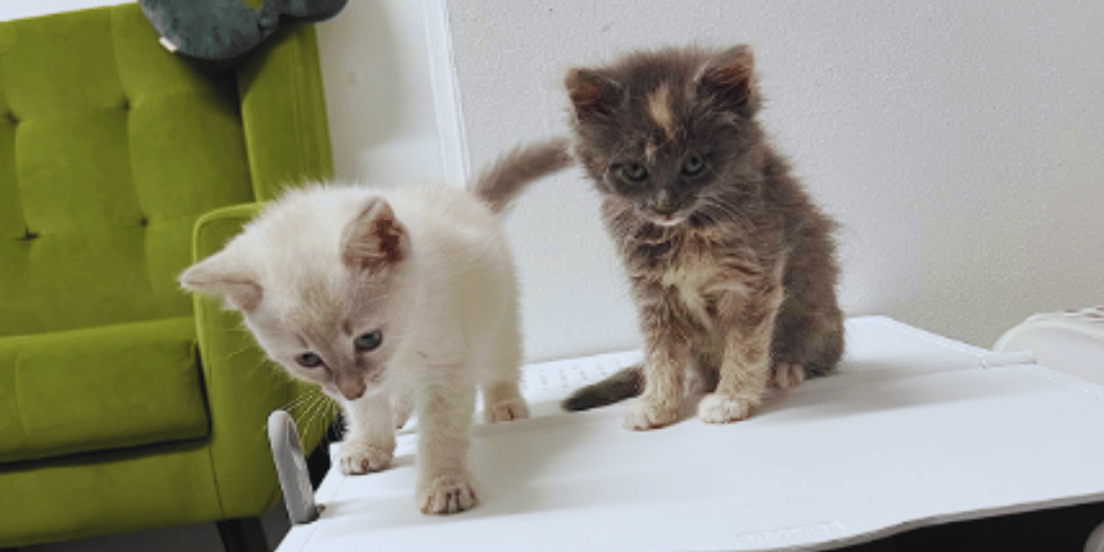Do-air-purifiers-bother-cats?