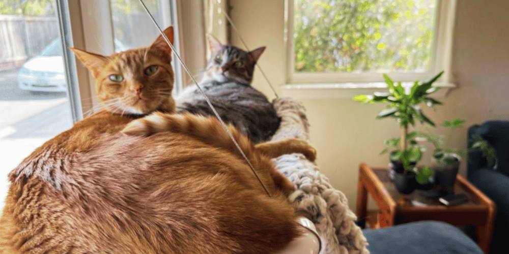 How-does-a-cat-window-perch-work?