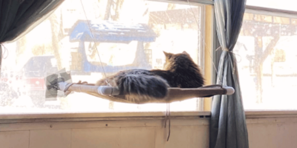 How-does-a-cat-window-perch-work?