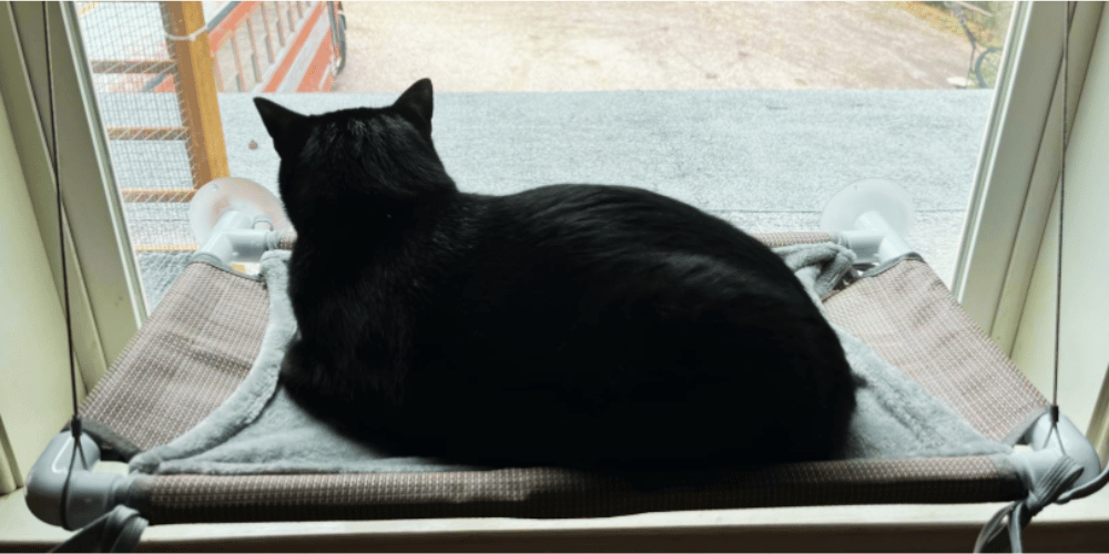 How-does-a-cat-window-perch-work?