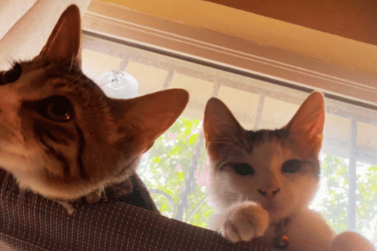 How-does-a-cat-window-perch-work?