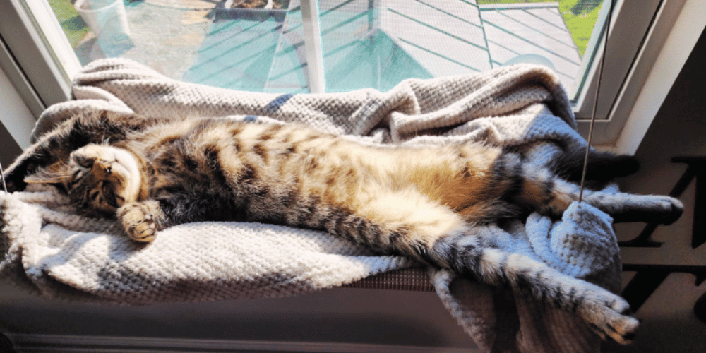 How-does-a-cat-window-perch-work?