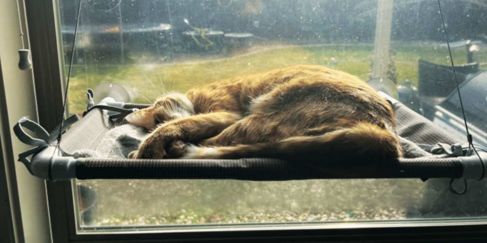 How-does-a-cat-window-perch-work?