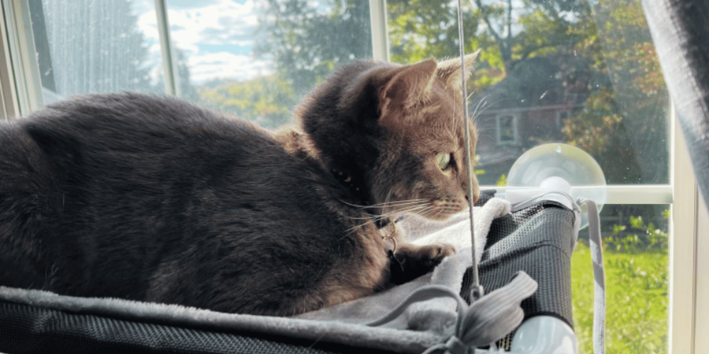 How-does-a-cat-window-perch-work?
