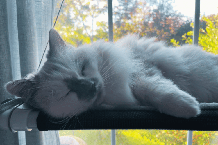 How-does-a-cat-window-perch-work?