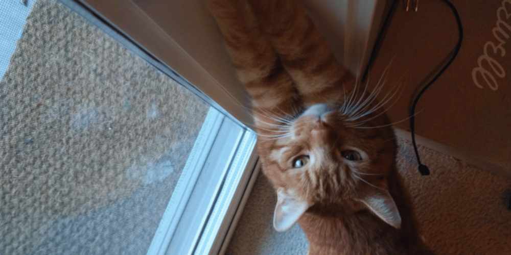 do-air-purifiers-help-with-cat-fur